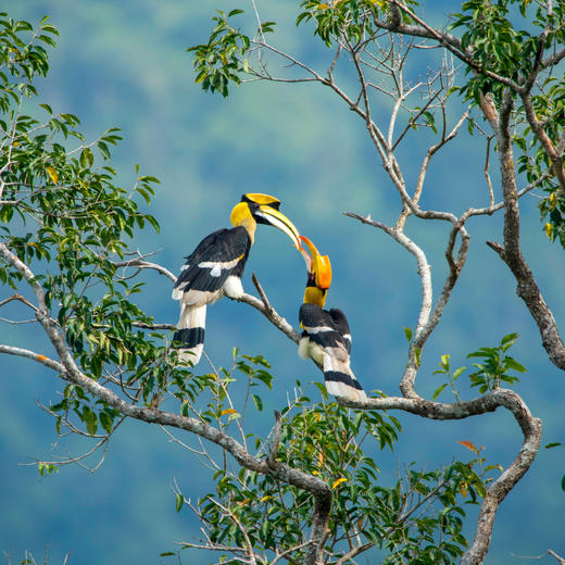 新村开业早鸟！【马来西亚沙巴ClubMed度假村】私享17公顷雨林秘境与4公里私密海岸，邂逅《国家地理》十大最美落日，在沙巴奢享自然与高端度假的双重礼遇~ 商品图1