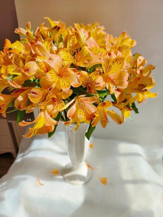 【超美水仙百合】白色水仙百合5支+粉色水仙百合5支+橙色水仙百合5支+红色水仙百合5支/份 商品图3