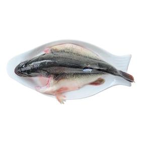 通威加州鲈鱼400g