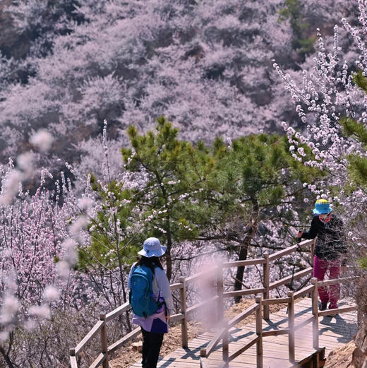 周三/清明1天【望宝川桃花68元】百里丹霞千顷桃云の望宝川-东水峪桃花海环线10公里<初级> 商品图1