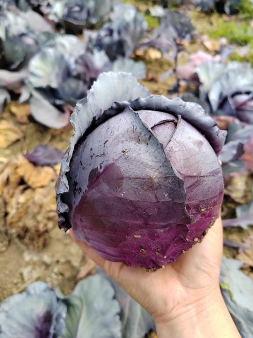 紫甘蓝 商品图3