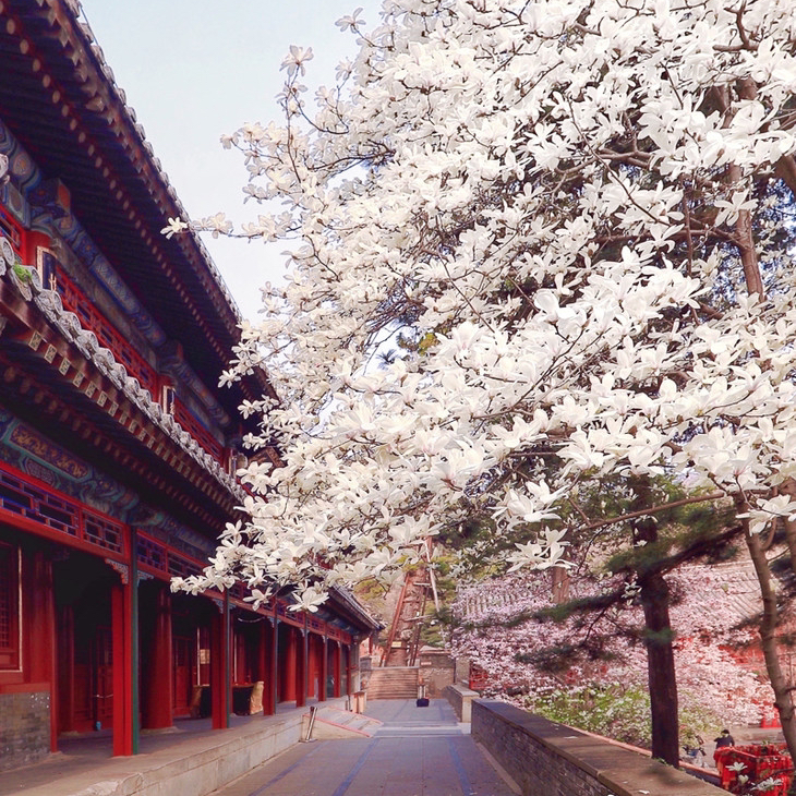 清明1天【潭柘寺】玉兰花开の千年古刹-皇家寺院-戒台寺登山步道｜休闲1日