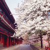 清明1天【潭柘寺】玉兰花开の千年古刹-皇家寺院-戒台寺登山步道｜休闲1日 商品缩略图0
