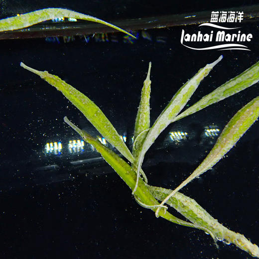 绿海龙（拟海龙） 商品图2