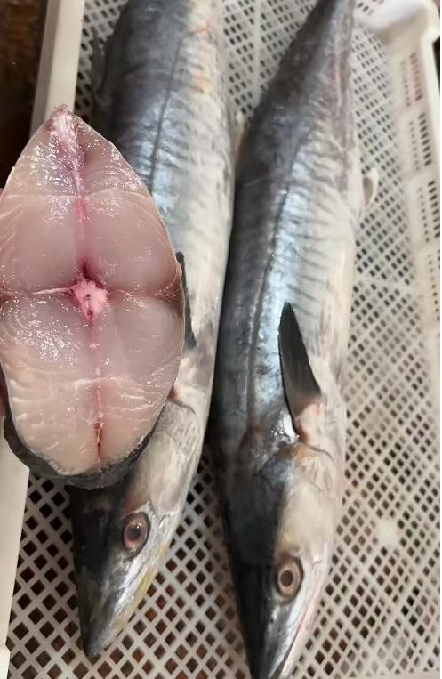 L‘’3.16号新鲜上岸现切『马鲛鱼片』杠杠的，🔥热销款 野生海鱼🐠 商品图0