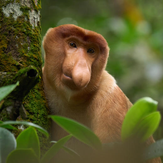 新村开业早鸟！【马来西亚沙巴ClubMed度假村】私享17公顷雨林秘境与4公里私密海岸，邂逅《国家地理》十大最美落日，在沙巴奢享自然与高端度假的双重礼遇~ 商品图6