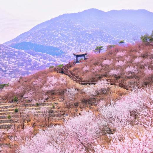 清明1天【西峪村桃花68元】网红打卡西峪村-徒步桃花栈道赏漫山桃花- 商品图1