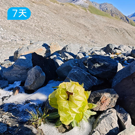 南天山北-精华线｜ 新疆顶级雪山冰川徒步路线 7日 商品图6