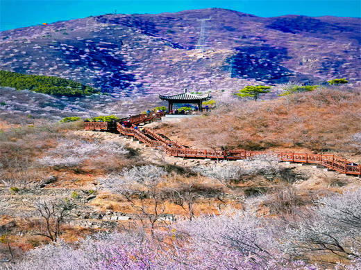 【西峪村桃花1日】｜网红打卡西峪村-徒步桃花栈道赏漫山桃花-打卡辛庄生活市集 商品图1