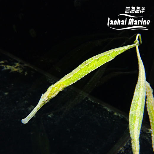 绿海龙（拟海龙） 商品图4