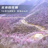 清明1天【北京后花园】漫山芬香北京后花园の燕平八景-神岭千峰-虎峪辉金9公里徒步赏山花 商品缩略图1