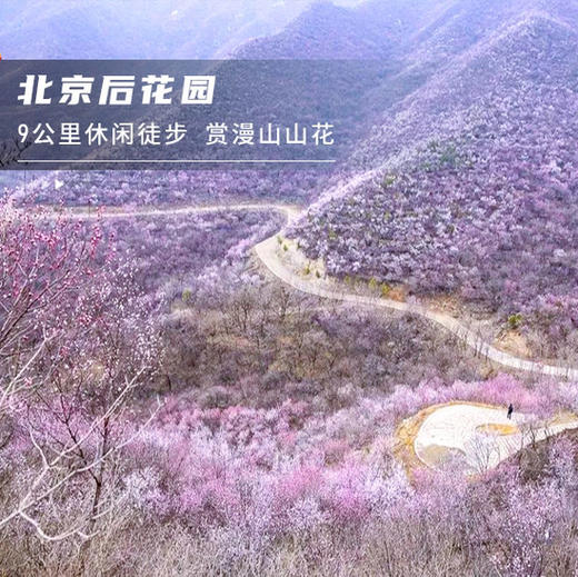 清明1天【北京后花园】漫山芬香北京后花园の燕平八景-神岭千峰-虎峪辉金9公里徒步赏山花 商品图1