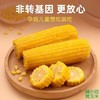 【软糯鲜甜❗低脂顶饱】东北黄糯玉米真空包装甜糯玉米棒免煮玉米即食粘玉米大棒特惠玉米。xa 商品缩略图2