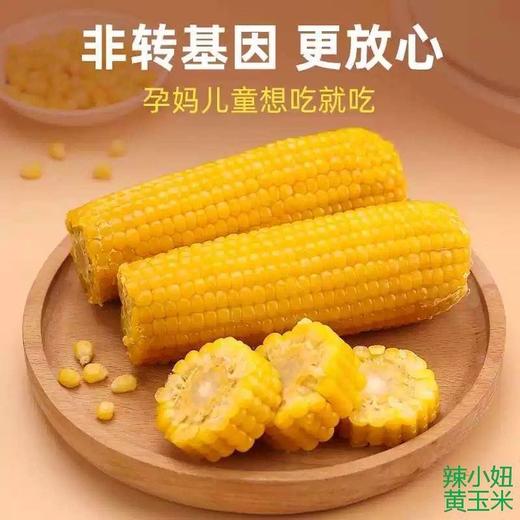【软糯鲜甜❗低脂顶饱】东北黄糯玉米真空包装甜糯玉米棒免煮玉米即食粘玉米大棒特惠玉米。xa 商品图2