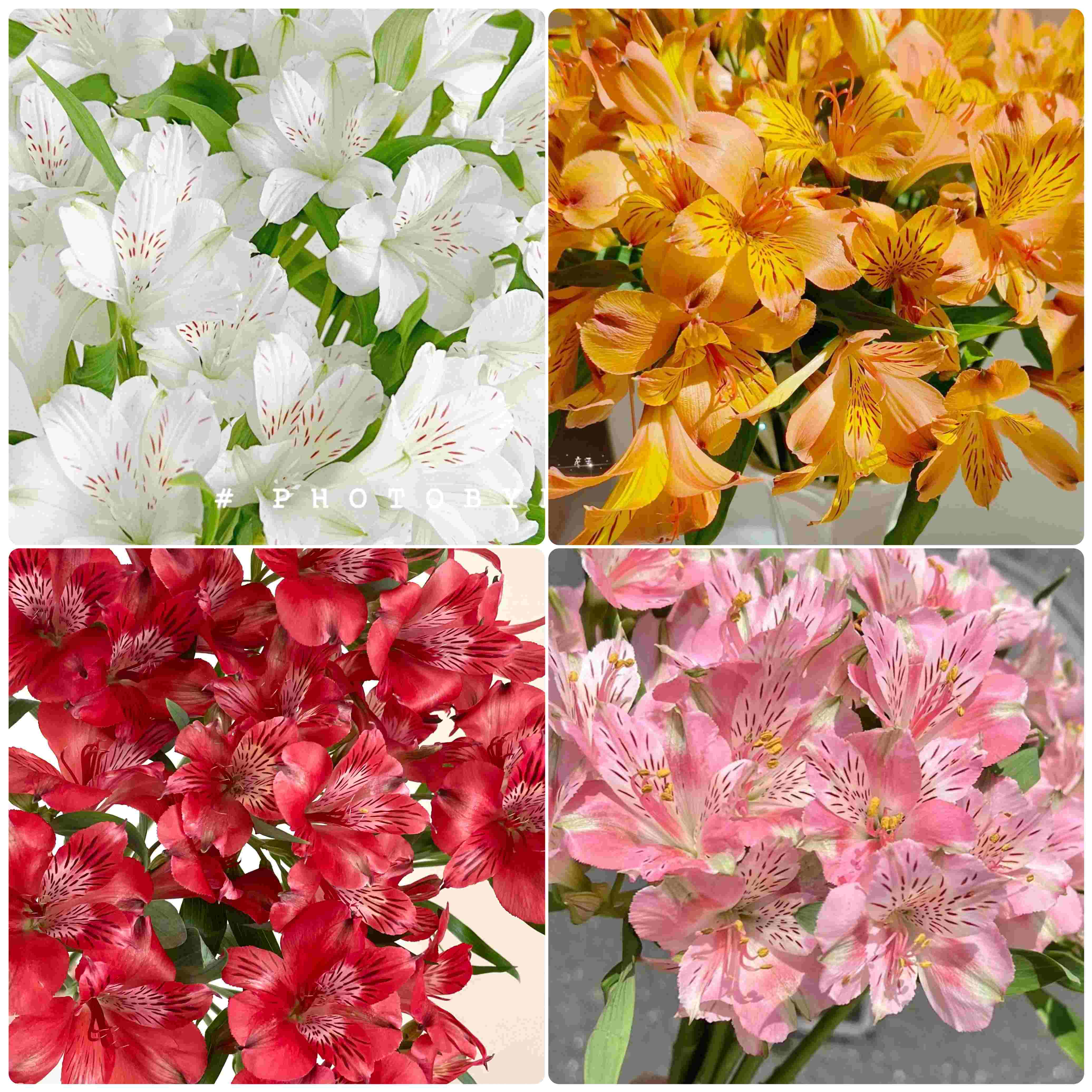 【超美水仙百合】白色水仙百合5支+粉色水仙百合5支+橙色水仙百合5支+红色水仙百合5支/份