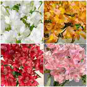 【超美水仙百合】白色水仙百合5支+粉色水仙百合5支+橙色水仙百合5支+红色水仙百合5支/份