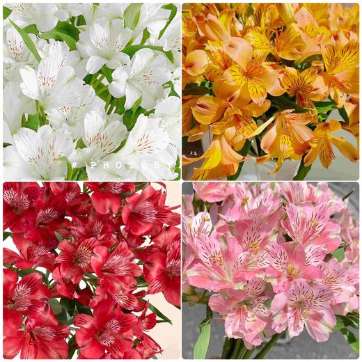 【超美水仙百合】白色水仙百合5支+粉色水仙百合5支+橙色水仙百合5支+红色水仙百合5支/份 商品图0