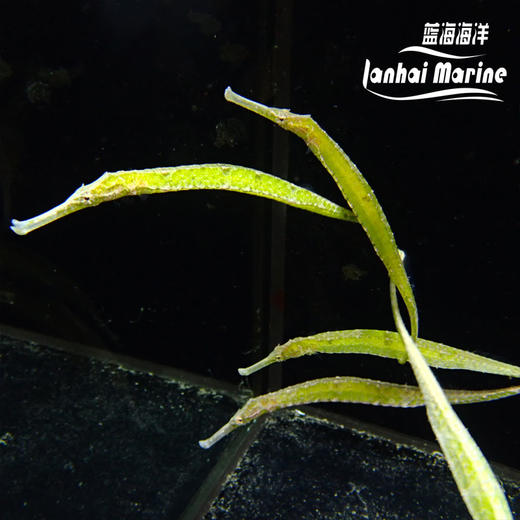 绿海龙（拟海龙） 商品图6