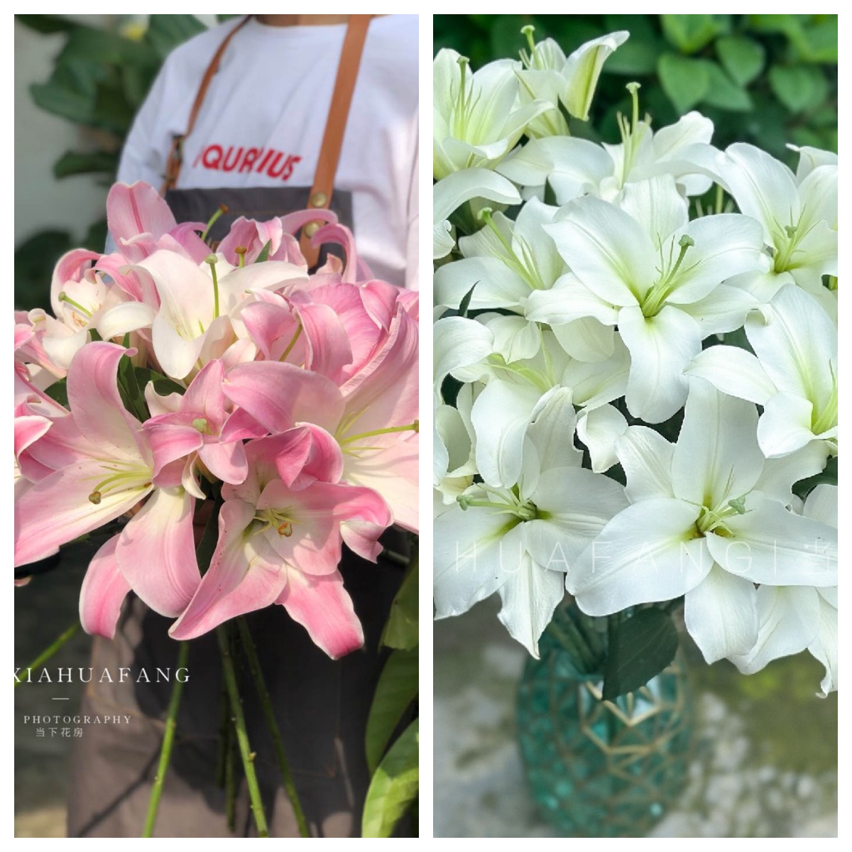 【大花苞！!】星光百合2头3支6朵+白天霸百合3头3支9朵