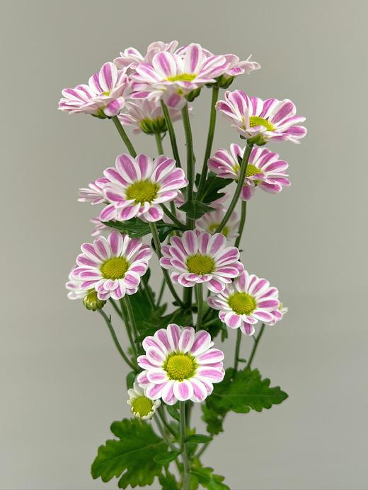 【秒杀14份】白色水仙10支+斑纹小菊5支+绿精灵小菊5支 商品图3