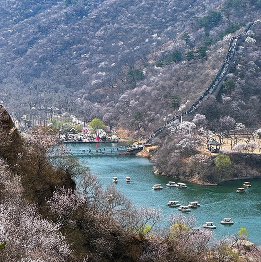 清明1天 【水长城】赏漫山遍野桃花-长城绕湖畔-观巨龙探水湾-赏沧桑古栗园-览峭壁山水潭 商品图2