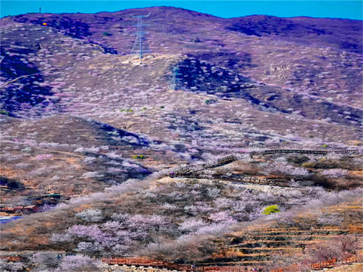 【西峪村桃花1日】｜网红打卡西峪村-徒步桃花栈道赏漫山桃花-打卡辛庄生活市集 商品图8