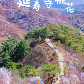 周末1天【延寿寺桃花】【适合新人】山桃花盛开の大黑山延寿寺10公里环穿<初级>
