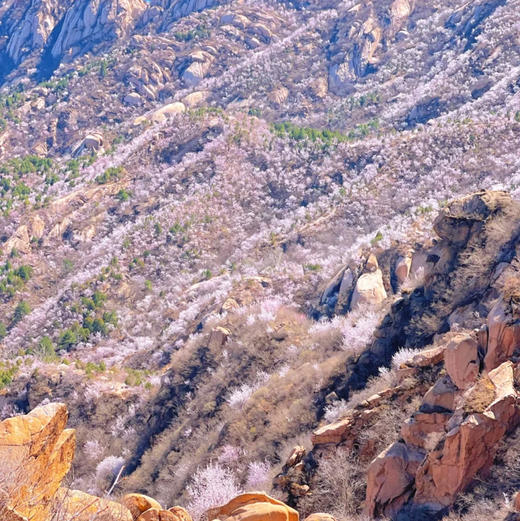 周末1天【凤凰岭】三生三世十里杏春花海の近郊登山赏花摄影一日休闲游 商品图3