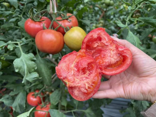 京东包邮，生态普罗旺斯西红柿来啦，香甜多汁。基地直邮 商品图2