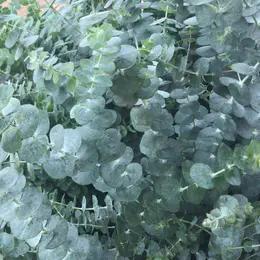 尤加利大叶(硬叶) 商品图0