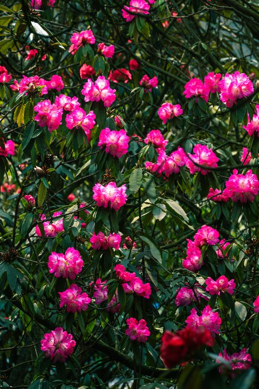 4.08贵州·百里杜鹃，乌蒙大草原，青岩古镇，花江峡谷大桥4天摄影团 商品图1