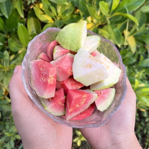 【广西好物 白心·红心奶油芭乐】现摘现发 营养丰富 果肉软糯 柔嫩多汁 商品图3