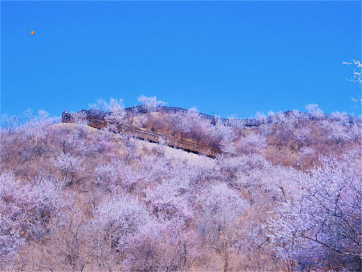 【西峪村桃花1日】｜网红打卡西峪村-徒步桃花栈道赏漫山桃花-打卡辛庄生活市集 商品图3
