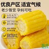 【软糯鲜甜❗低脂顶饱】东北黄糯玉米真空包装甜糯玉米棒免煮玉米即食粘玉米大棒特惠玉米。xa 商品缩略图1