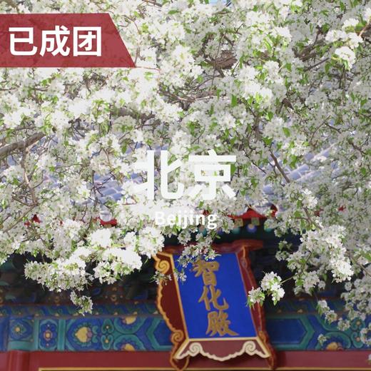 【清明】4.3 | 智化寺梨花开 看明代官式建筑 商品图0