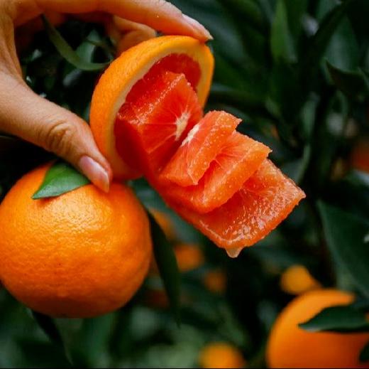 中华红橙，一不小心就会掐出一手的汁水【G】 商品图8