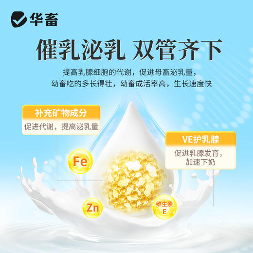 【社群专享】华畜 蓝鲸乳能 含进口酵母培养物 吃的多奶水好吸收好 商品图2