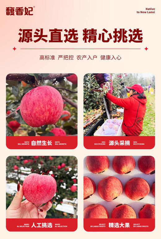 顺丰/京东包邮 香妃秘境苹果  活动发货升级，拍A发B  结束提前通知基地直邮 商品图0