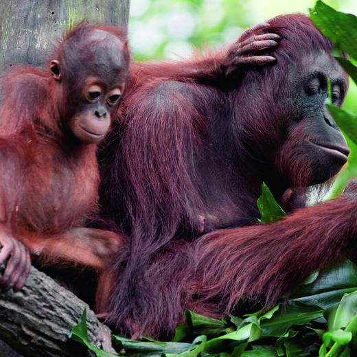 新村开业早鸟！【马来西亚沙巴ClubMed度假村】私享17公顷雨林秘境与4公里私密海岸，邂逅《国家地理》十大最美落日，在沙巴奢享自然与高端度假的双重礼遇~ 商品图12