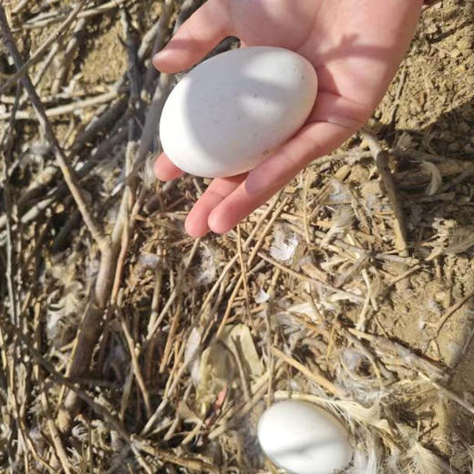 散养鹅蛋丨吃粮食/谷物长大的 蛋清浓稠 蛋黄紧致 腥味小，个头大小不一，介意慎拍‼️现产现发，不接急单！⭐️顺丰快递 商品图5