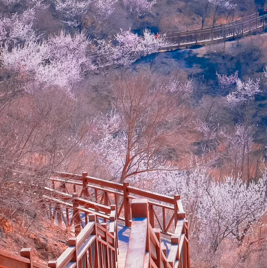 清明1天【西峪村桃花68元】网红打卡西峪村-徒步桃花栈道赏漫山桃花- 商品图2