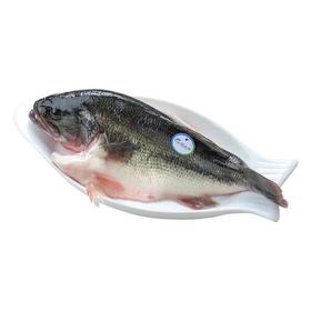 通威加州鲈鱼500g