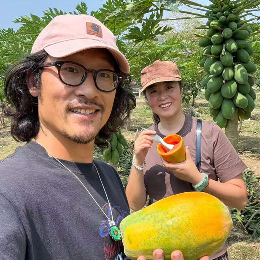 极客生态木瓜丨晚下树15天，滋味更足，浓甜丝滑，果肉饱满。天气原因泡沫箱发货，需要礼盒联系客服备注⭐️京东快递 商品图1