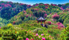 4.08贵州·百里杜鹃，乌蒙大草原，青岩古镇，花江峡谷大桥4天摄影团 商品缩略图10