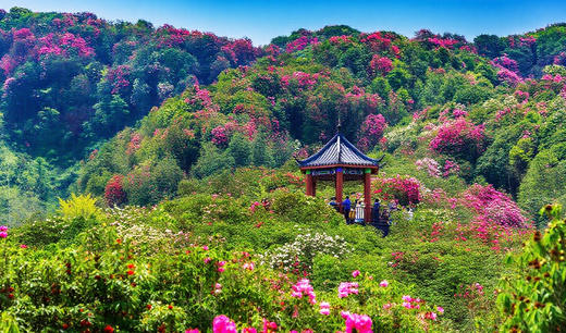4.08贵州·百里杜鹃，乌蒙大草原，青岩古镇，花江峡谷大桥4天摄影团 商品图10