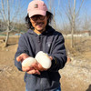 散养鹅蛋丨吃粮食/谷物长大的 蛋清浓稠 蛋黄紧致 腥味小，个头大小不一，介意慎拍‼️现产现发，不接急单！⭐️顺丰快递 商品缩略图2