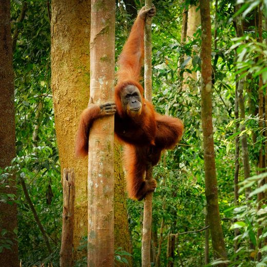 新村开业早鸟！【马来西亚沙巴ClubMed度假村】私享17公顷雨林秘境与4公里私密海岸，邂逅《国家地理》十大最美落日，在沙巴奢享自然与高端度假的双重礼遇~ 商品图2