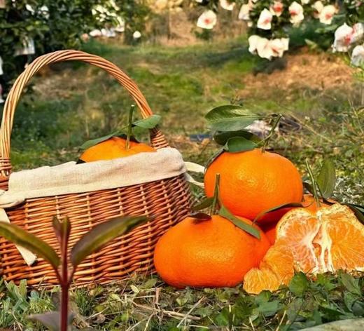 贝壳-橘中新贵 明日见 ，春见耙耙柑 无渣无籽，果香浓郁 商品图6