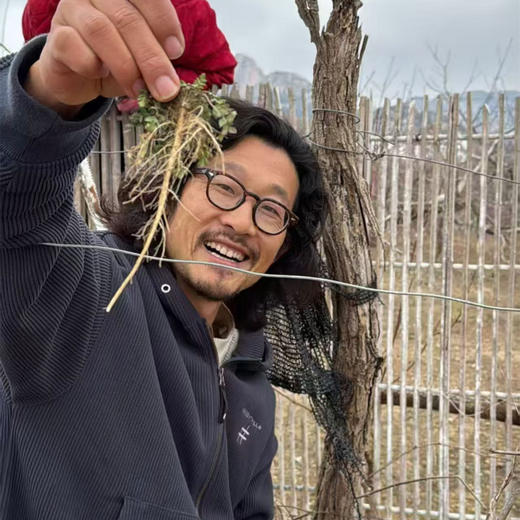 越冬野菜系列丨荠菜/苦菜/蒲公英/槐树花，时令限定，一年一季，新鲜荠菜越冬根系发达，根比较硬，属正常现象，可切碎后食用。荠菜大小不一，介意慎拍⭐️顺丰/京东随机发 商品图1
