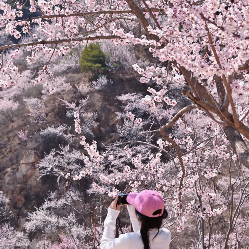 周三/清明1天【望宝川桃花68元】百里丹霞千顷桃云の望宝川-东水峪桃花海环线10公里<初级>